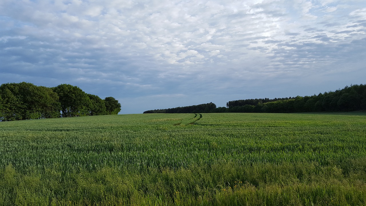 Atsipalaiduoti, Pasėlių, Mėlynas Dangus, Nemokamos Nuotraukos,  Nemokama Licenzija