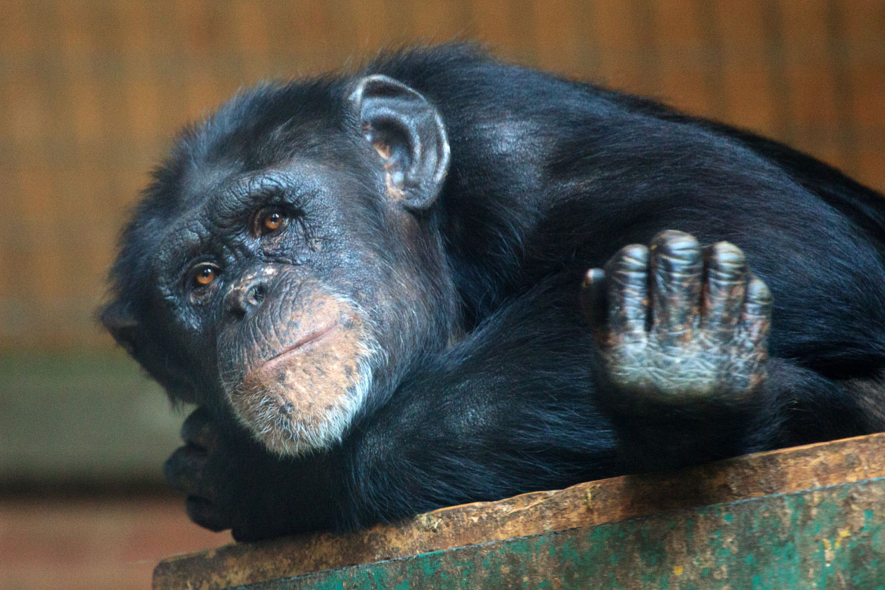 Gyvūnas,  Ape,  Šimpanzė,  Šimpanzė,  Akys,  Veidas,  Žinduolis,  Beždžionė,  Primatas,  Atsipalaiduoti