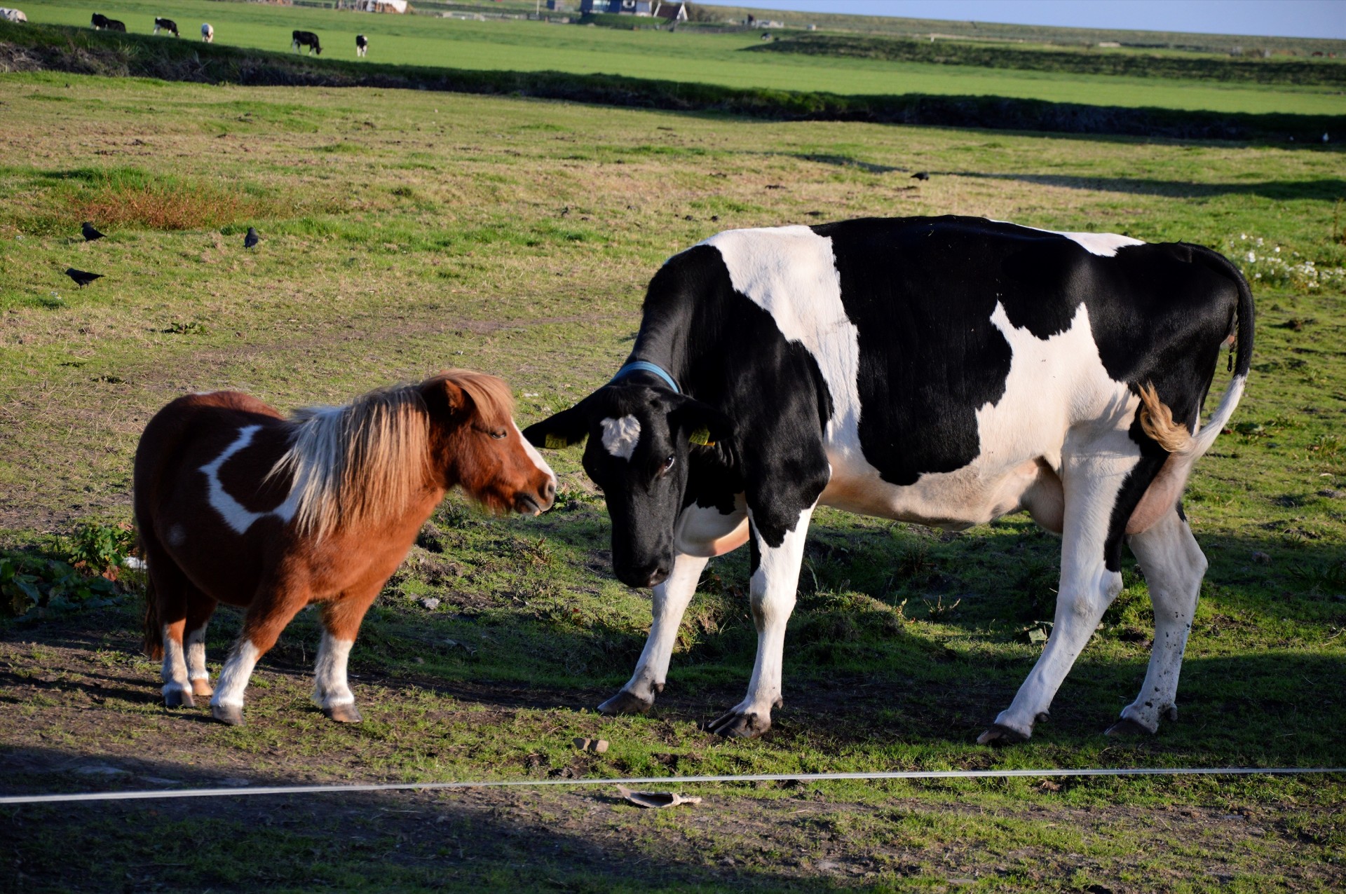 Ponis,  Karvė,  Pora,  Gyvūnai,  Ūkis,  Nuostabi Pora, Nemokamos Nuotraukos,  Nemokama Licenzija