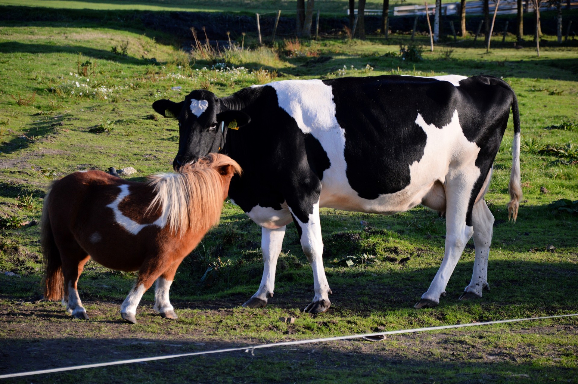 Ponis,  Karvė,  Pora,  Gyvūnai,  Ūkis,  Nuostabi Pora, Nemokamos Nuotraukos,  Nemokama Licenzija