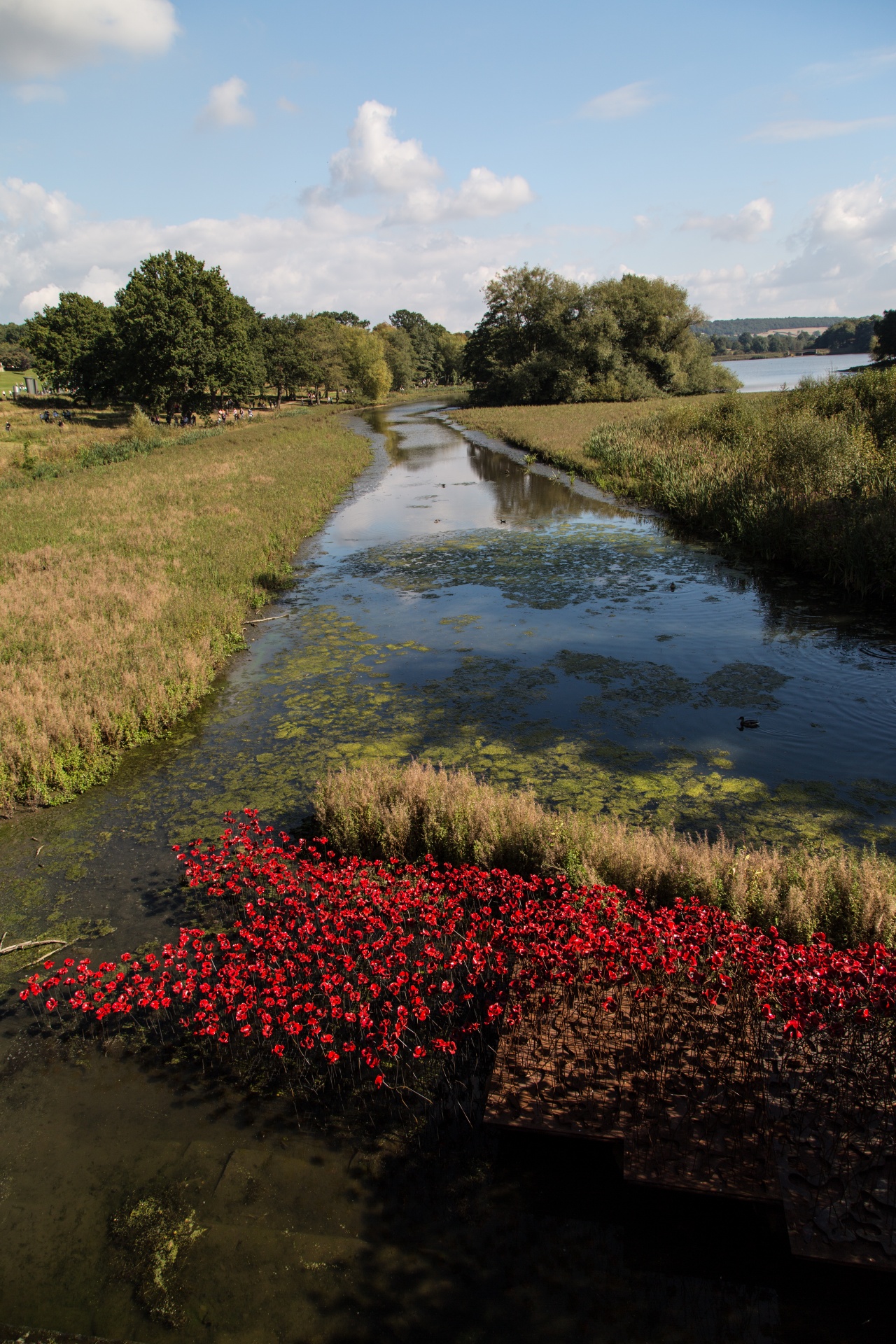 Diena,  Anzac,  Atminimas,  Gėlių,  Pavasaris,  Žiedlapis,  Raudona,  Gėlė,  Veteranai,  Aguonos