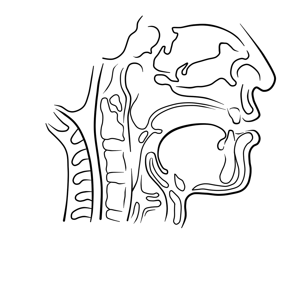 Odwołalność,  Schema,  Linija,  Skaidrus Fonas,  Mokytis,  Nemokama Iliustracijos, Nemokamos Nuotraukos,  Nemokama Licenzija