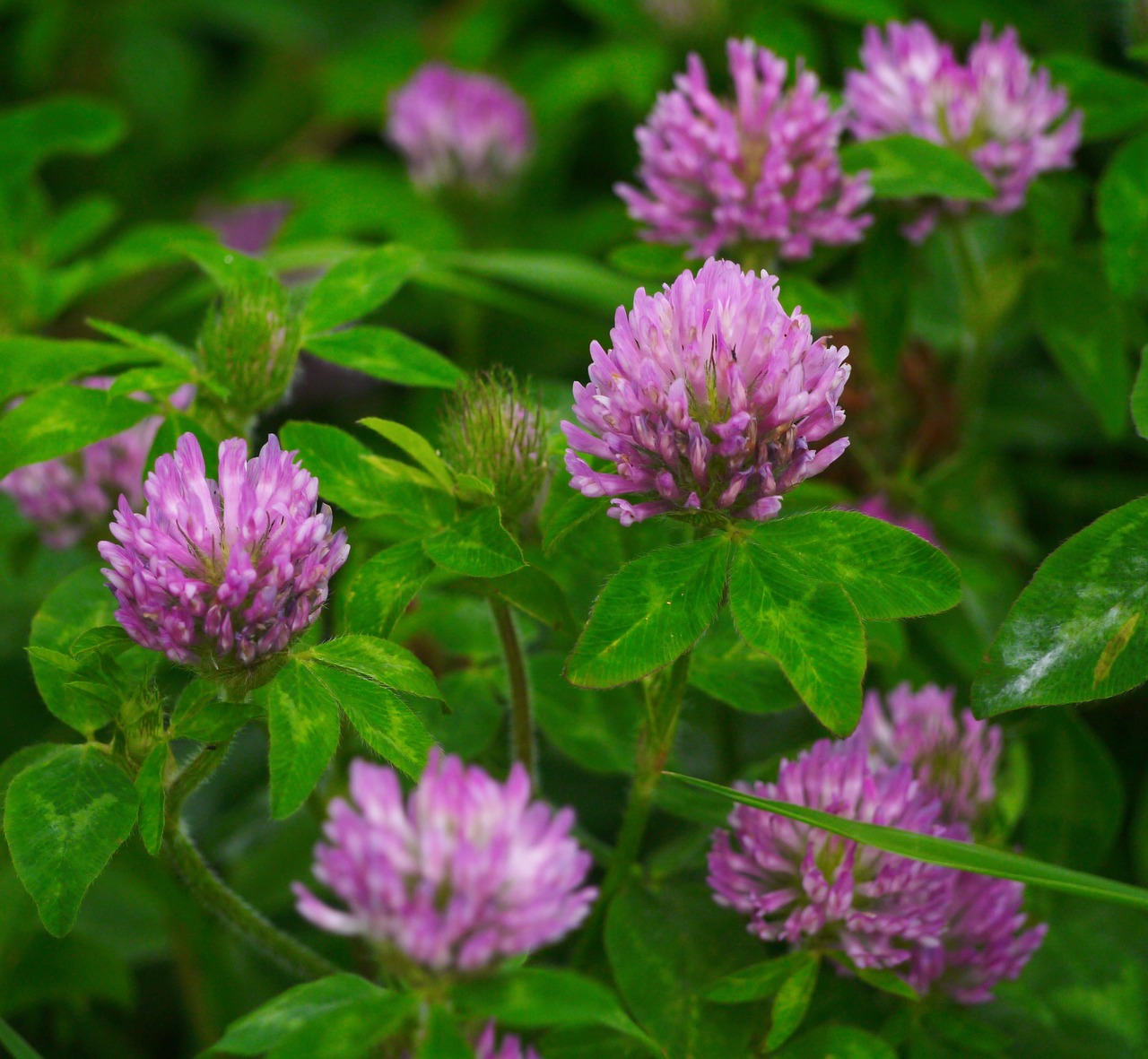 Ordeso, Astragalus, Lotuso Gėlė, Rožinis, Gėlės, Trefoil, Dobilas, Lapai, Žalias, Midori