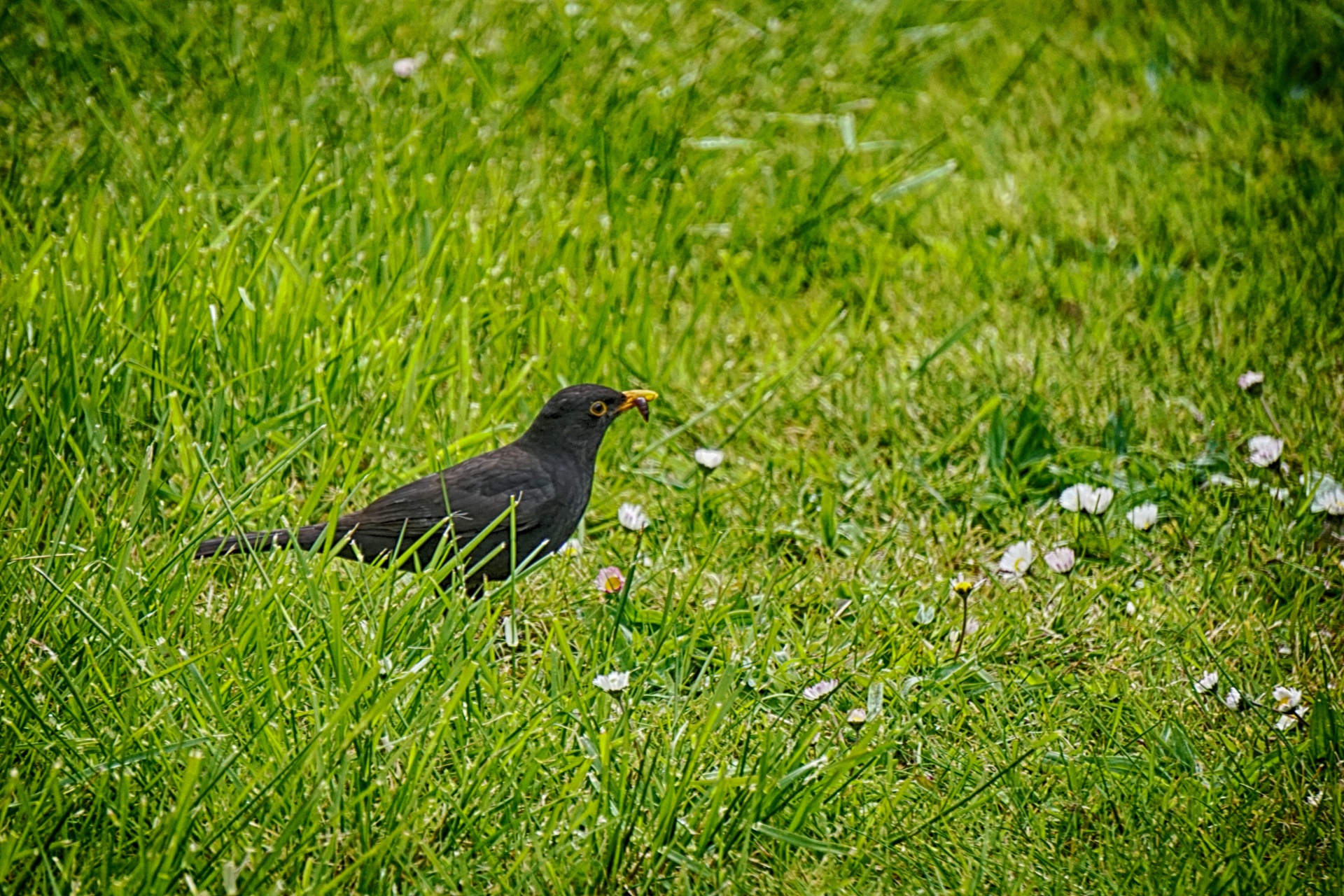 Paukštis,  Juoda Paukštis,  Laukinė Gamta,  Gamta,  Ornitologija,  Plunksnos,  Gyvūnai,  Valgomasis Blackbird, Nemokamos Nuotraukos,  Nemokama Licenzija