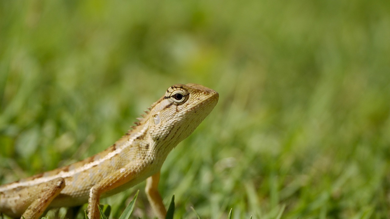 Ropliai, Tailandas, Iguana, Tailandas-Iguana, Driežas, Drakonas, Asija, Nemokamos Nuotraukos,  Nemokama Licenzija