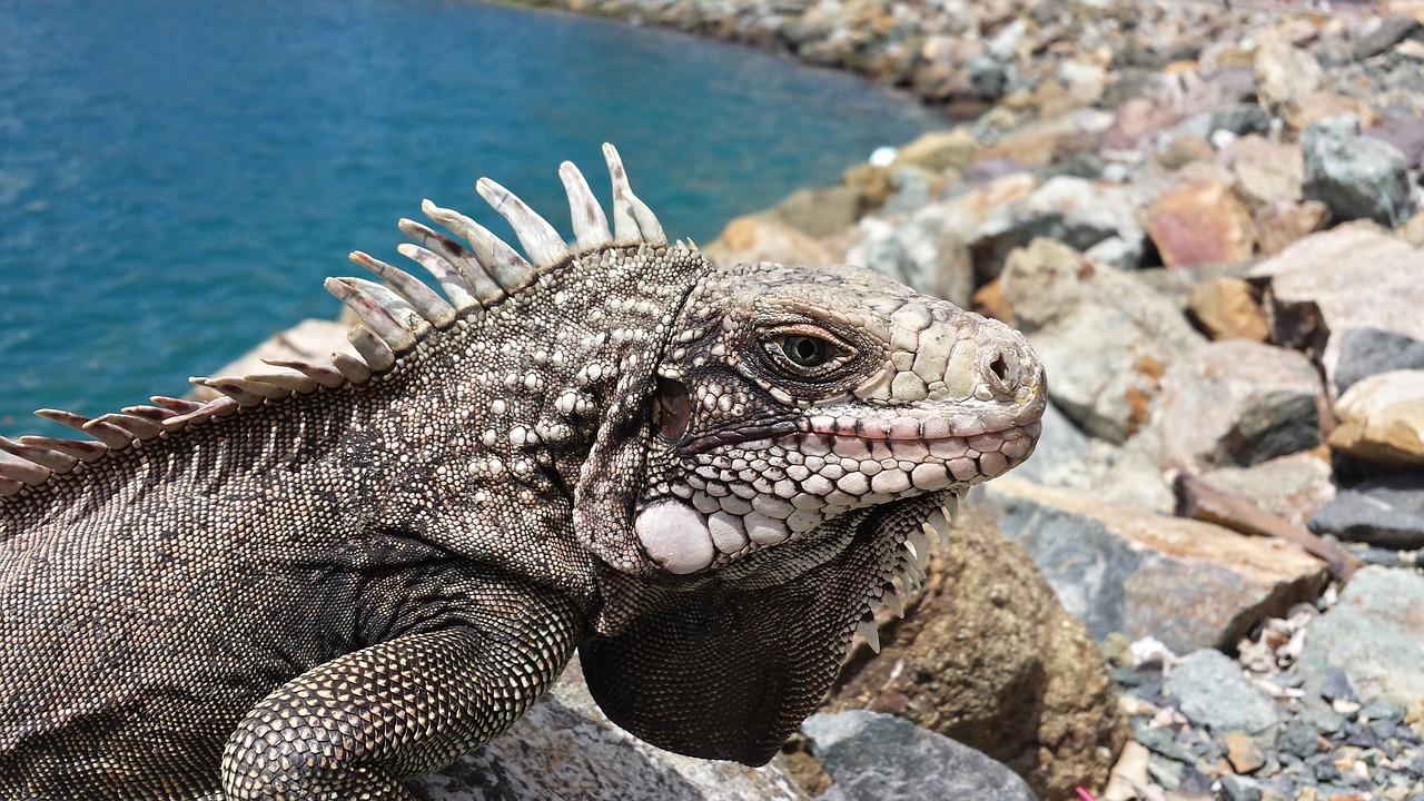 Ropliai, Iguana, Driežas, Laukinė Gamta, Gyvūnas, Atogrąžų, Reptilian, Lauke, Galva, Skalė