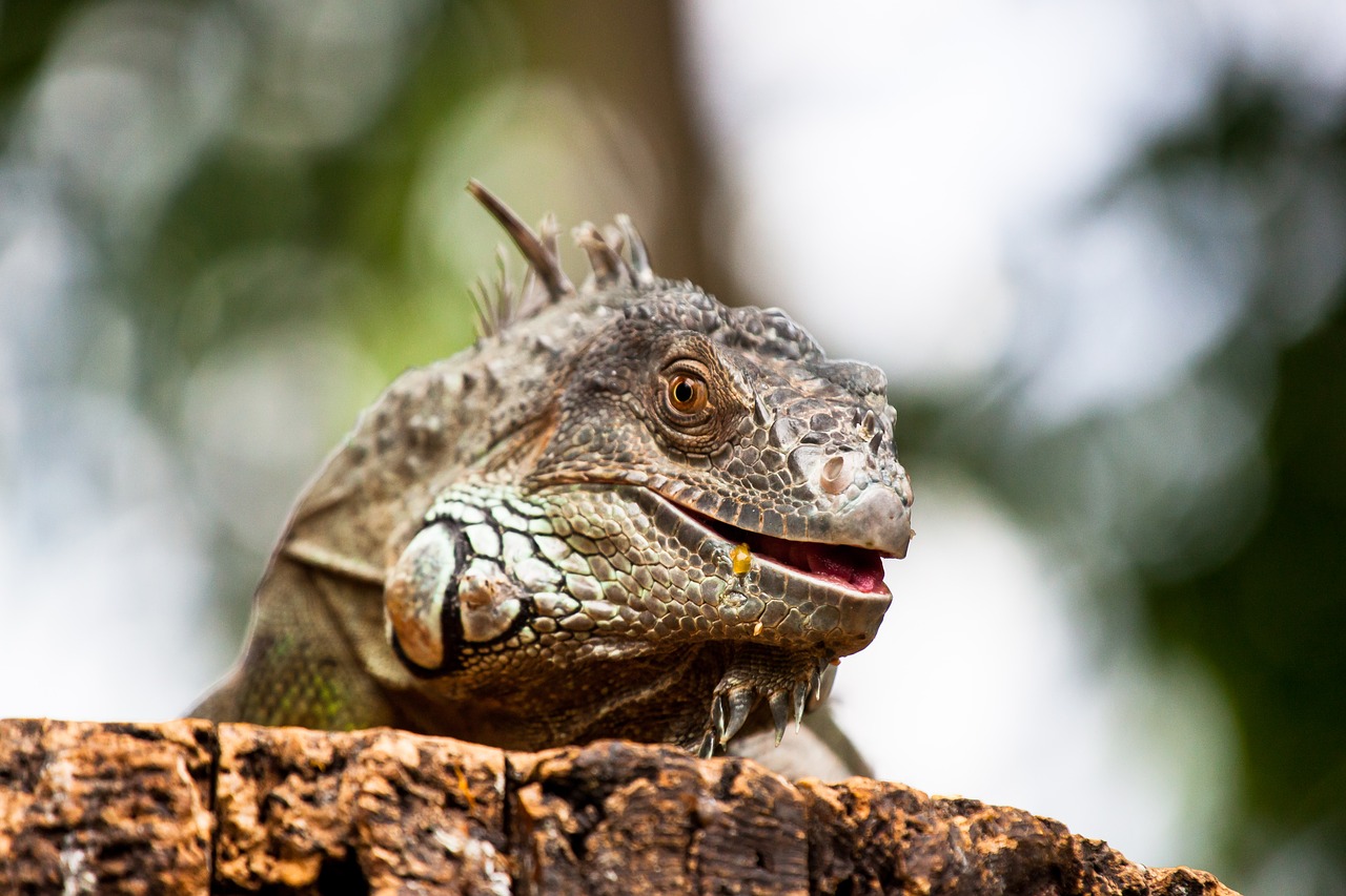 Ropliai, Zoologijos Sodas, Portretas, Žalias, Iguana, Skalė, Oda, Meno Mugė, Įkalintas, Žurnalas