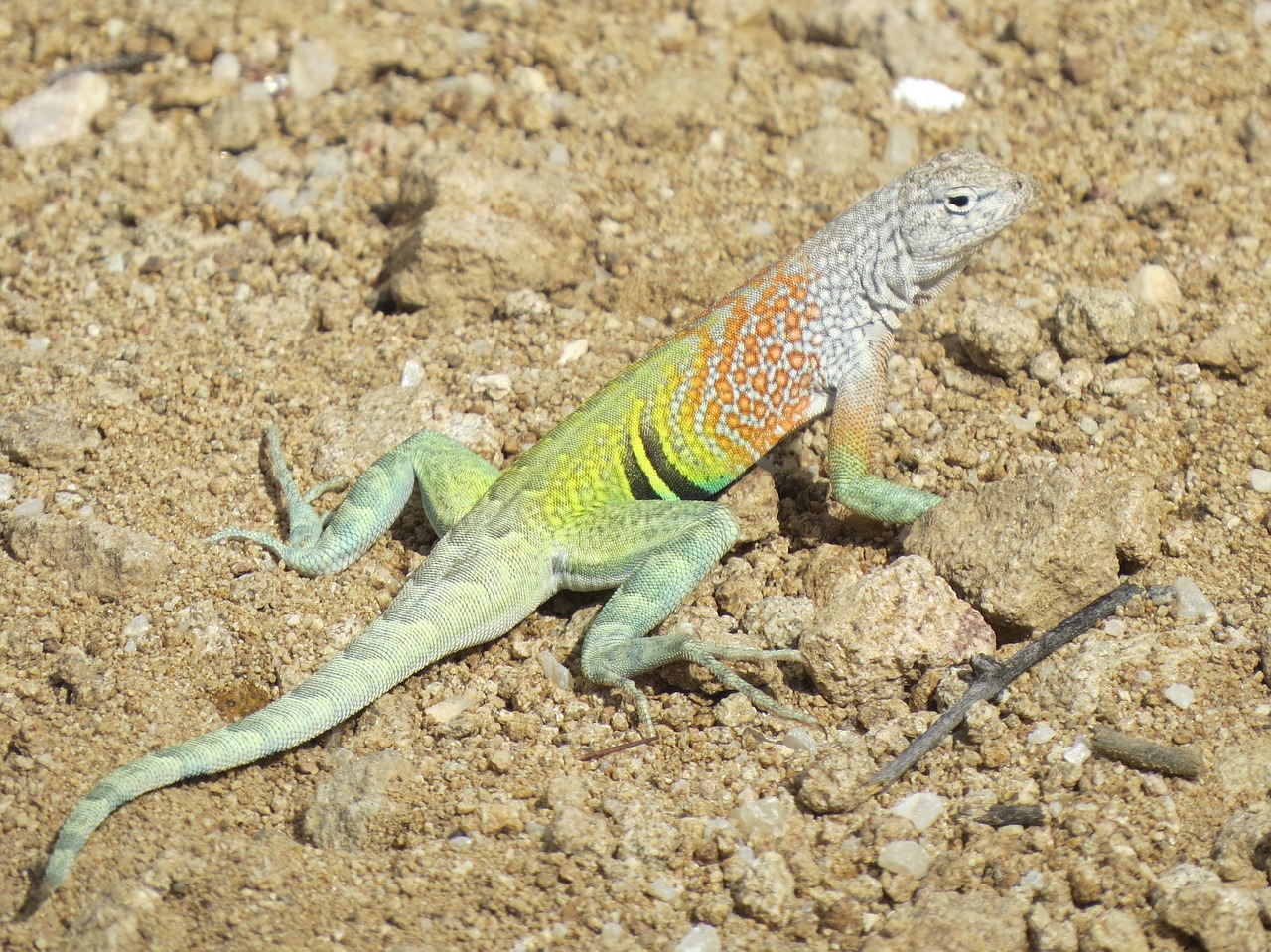 Ropliai, Driežas, Spalvinga, Laukinė Gamta, Arizona, Nemokamos Nuotraukos,  Nemokama Licenzija