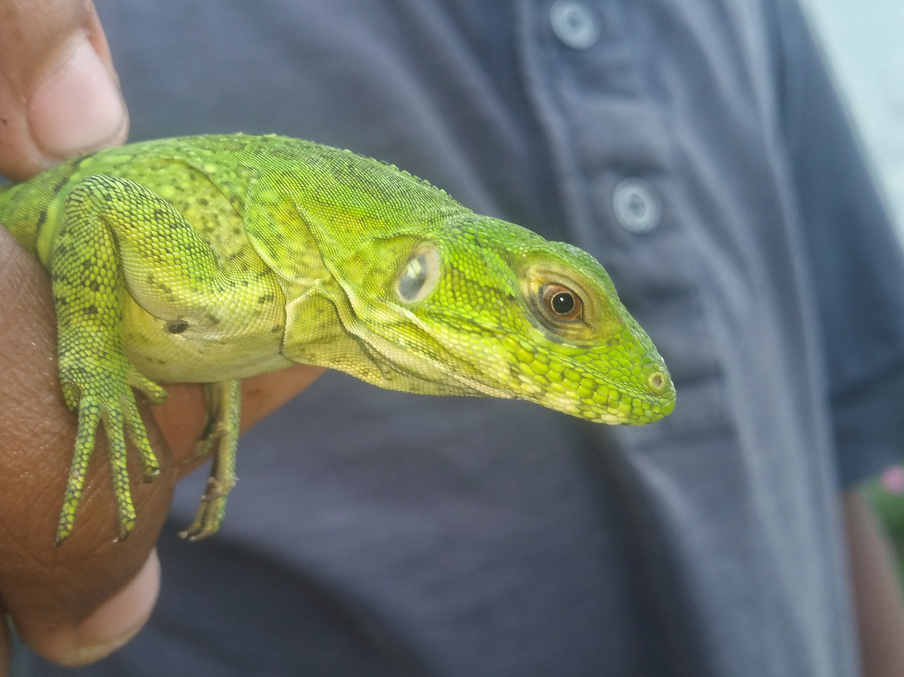 Ropliai, Driežas, Gamta, Laukinė Gamta, Atogrąžų, Drakonas, Gyvūnas, Šiuolaikinis Dinozauras, Iguana, Svarstyklės