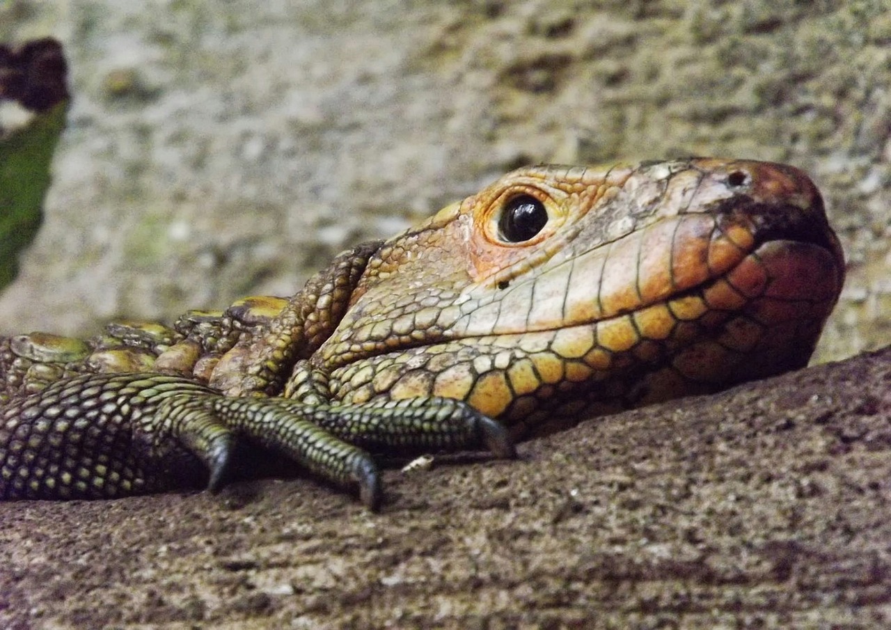 Ropliai, Driežas, Vivarium, Agama, Gyvūnas, Priešistorinis, Gamta, Priešistorė, Galva, Zoologijos Sodas