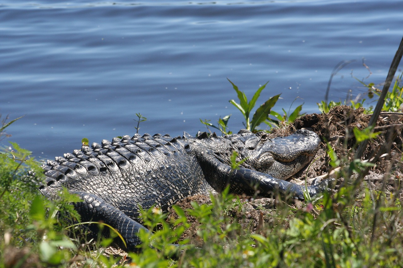 Ropliai,  Gamta,  Vanduo,  Laukinė Gamta,  Gyvūnas,  Florida,  Aligatorius,  Aligatorius,  Miegoti,  Šiluma