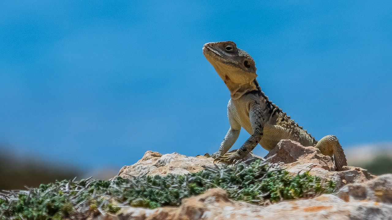 Roplys,  Pobūdį,  Driežas,  Gyvūnijos,  Gyvūnas,  Stellagama Stellio Cypriaca,  Endeminės,  Kurkutas,  Pritaikymas,  Gyvūnija