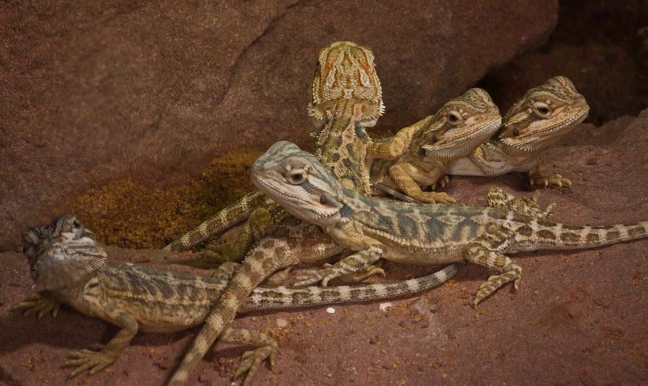 Roplys,  Driežas,  Pobūdį,  Gyvūnas,  Gyvūnijos Pasaulyje,  Dykuma,  Kamufliažas,  Drakonas,  Tropinis, Nemokamos Nuotraukos