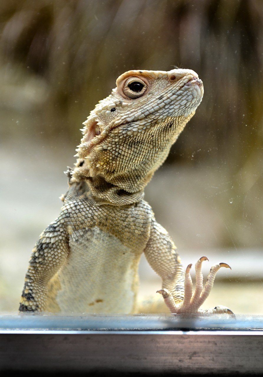 Ropliai, Driežas, Spalvos, Zoologijos Sodas, Gyvūnų Portretas, Nemokamos Nuotraukos,  Nemokama Licenzija