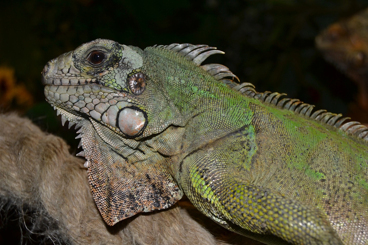 Ropliai,  Terariumas,  Padaras,  Driežas,  Uždaryti,  Žalias,  Gyvūnas,  Iguana, Nemokamos Nuotraukos,  Nemokama Licenzija