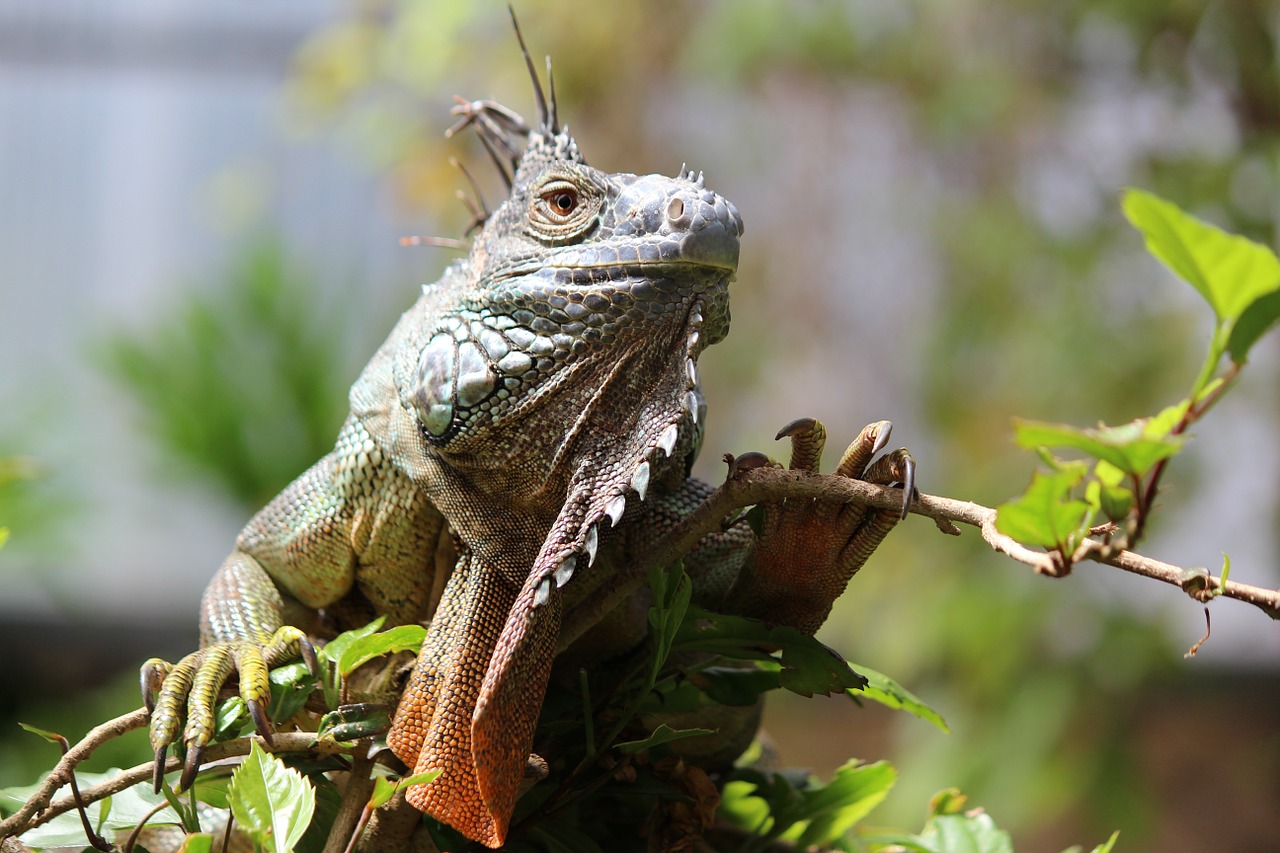 Liz, Ropliai, Plėšrūnas, Gyvūnas, Laukinė Gamta, Priešistorinis, Padaras, Reptilian, Afrika, Nemokamos Nuotraukos