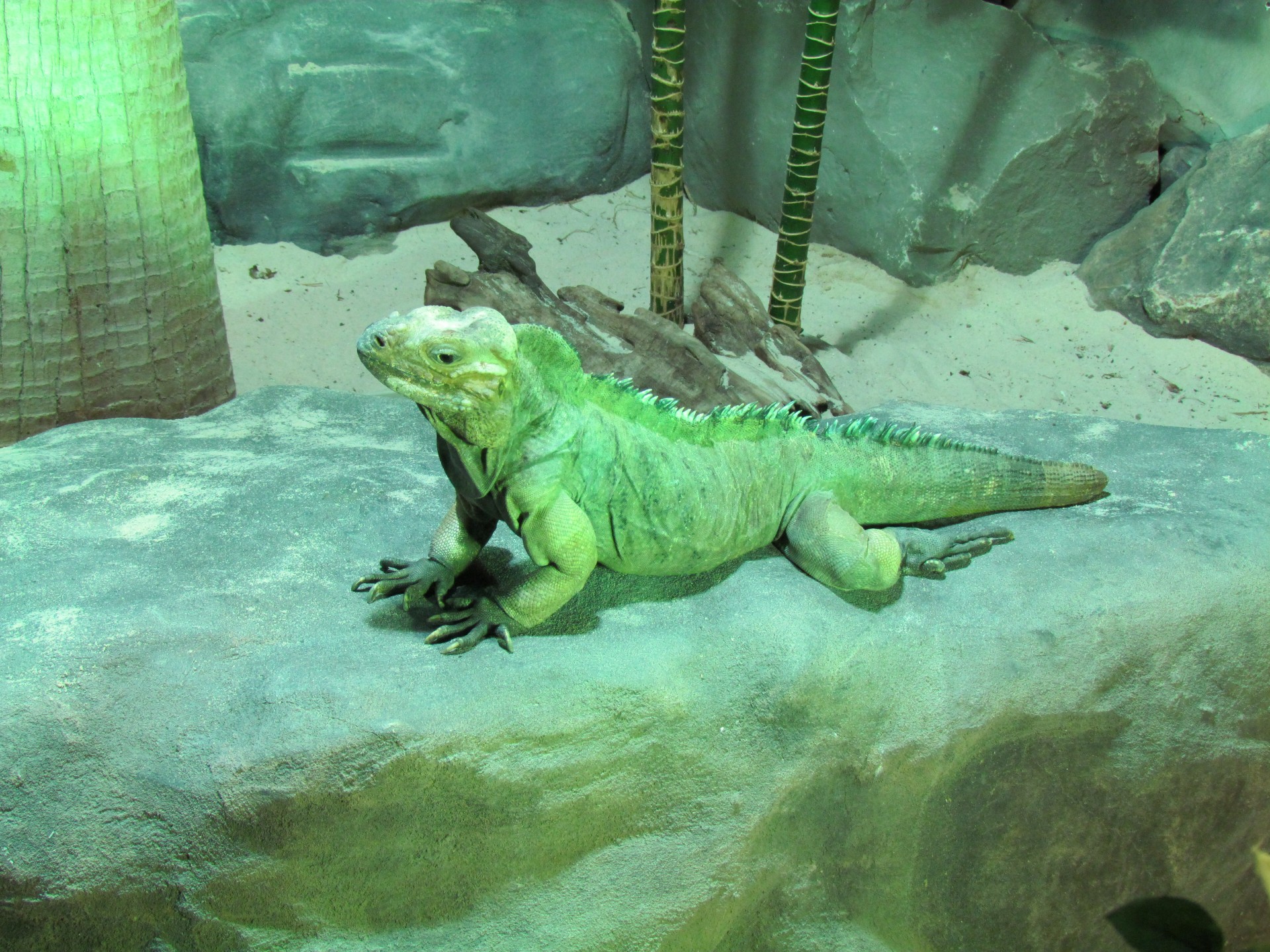 Ropliai,  Driežas,  Gyvūnas,  Zoologijos Sodas,  Roplis Posing, Nemokamos Nuotraukos,  Nemokama Licenzija