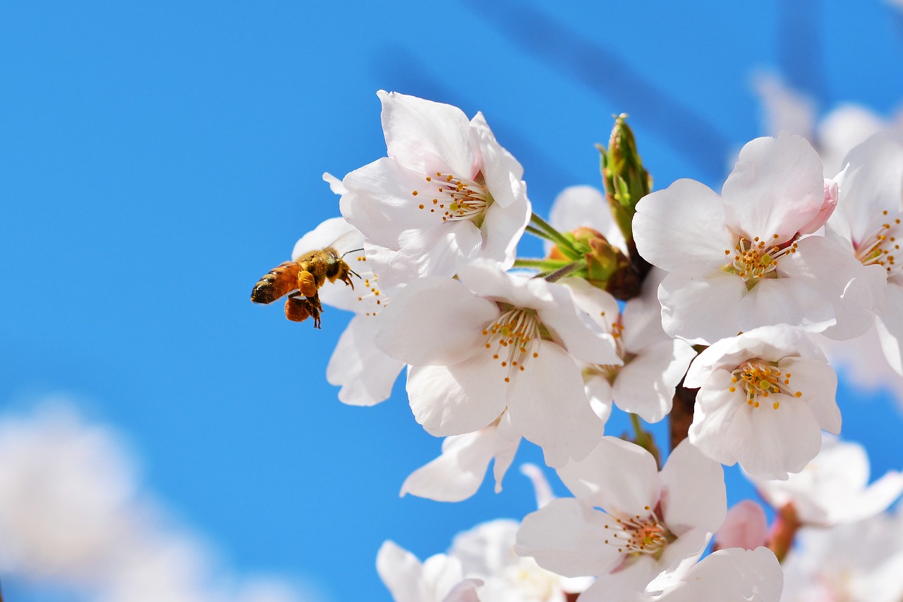 Korėjos Respublika, Seulas, Anyangcheon, Vyšnių Žiedas, Sakura, Pavasario Gėlės, Gėlės, Pavasaris, Mėlynas Dangus, Vyšnios Medis