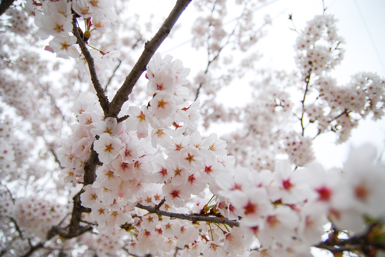 Korėjos Respublika,  Vyšnių Žiedas,  Pavasaris,  Gėlės,  Sezonas,  Pobūdį,  Spyruokliniai Žiedai,  Sakura,  Azijos,  Augalai