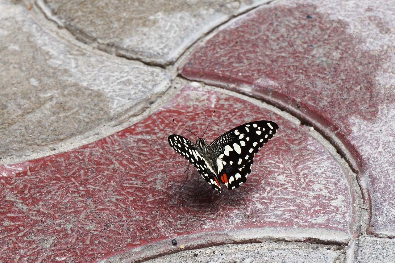 Drugelis, Swallowtail, Vasara, Vabzdžiai, Miškas, Kelias, Nemokamos Nuotraukos,  Nemokama Licenzija