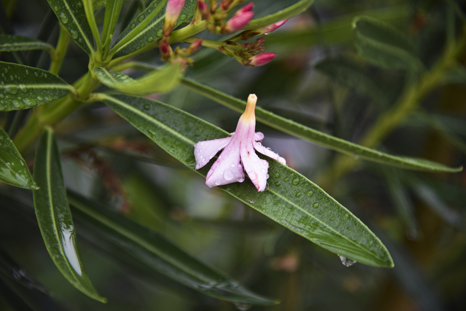 Gėlė,  Lietus,  Šlapias,  Vanduo,  Lapai,  Oleander,  Rožinis,  Pasilikęs Ant Lapo, Nemokamos Nuotraukos,  Nemokama Licenzija