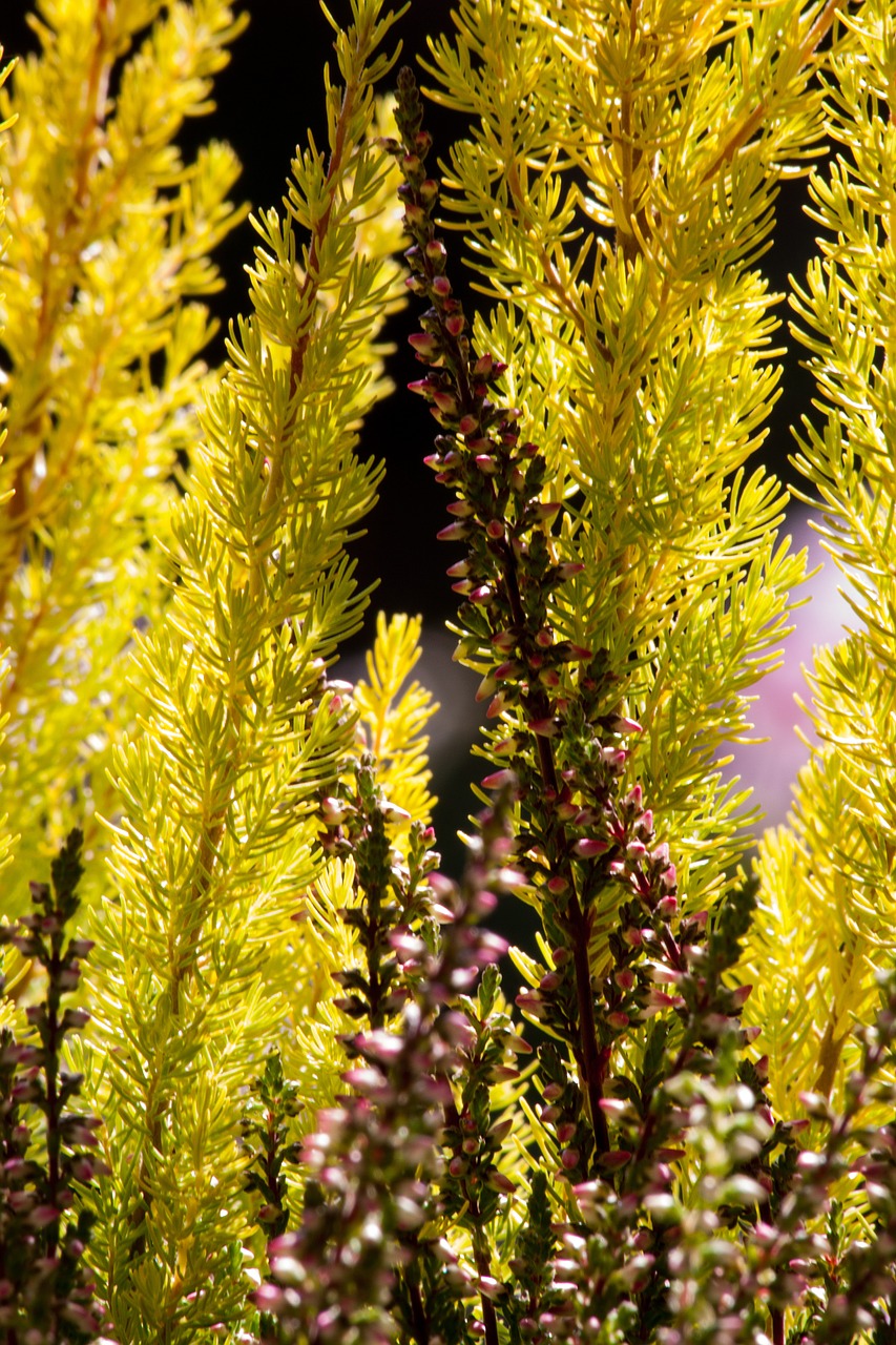 Retama, Erica, Heiden, Erika, Gentis, Gamta, Ericaceae, Gėlės, Periwinkle, Heathland