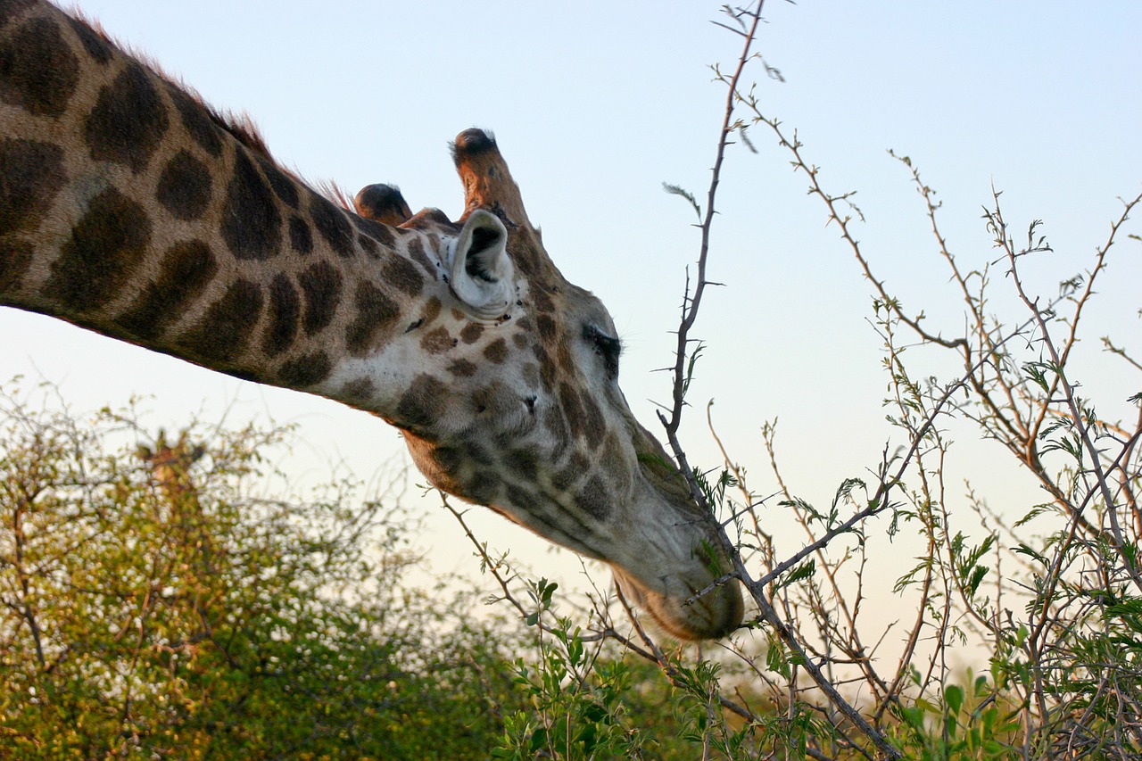 Retikuliuotas Žirafas, Afrika, Žirafa, Valgymas, Safri, Spygliuočių Krūmas, Gyvūnas, Svazilandas, Kaklas, Nemokamos Nuotraukos