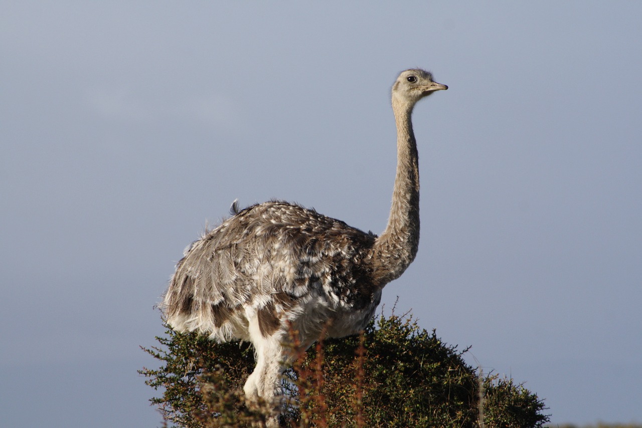 Rhea, Ave, Patagonia, Į Pietus, Čile, Magelanas, Turizmas, Gamta, Nemokamos Nuotraukos,  Nemokama Licenzija