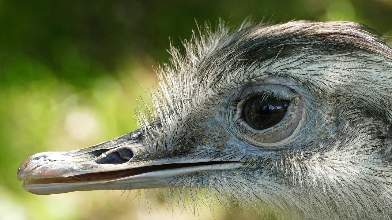 Paukštis, Zoologijos Sodas, Neskraidantis Paukštis, Nemokamos Nuotraukos,  Nemokama Licenzija