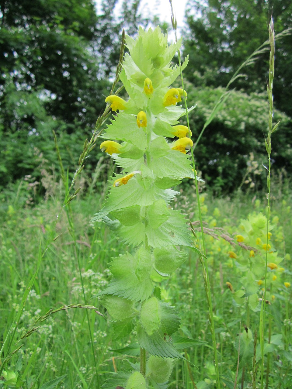 Rhinanthus,  Griūtis,  Wildflower,  Augalas,  Flora,  Pieva,  Botanika, Nemokamos Nuotraukos,  Nemokama Licenzija