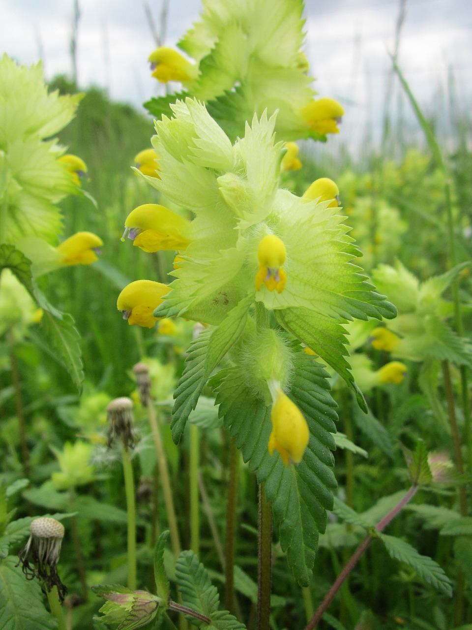 Rhinanthus Alectorolophus,  Didesnis Geltonasis Griūtis,  Wildflower,  Flora,  Botanika,  Augalas,  Rūšis,  Žiedynas, Nemokamos Nuotraukos,  Nemokama Licenzija