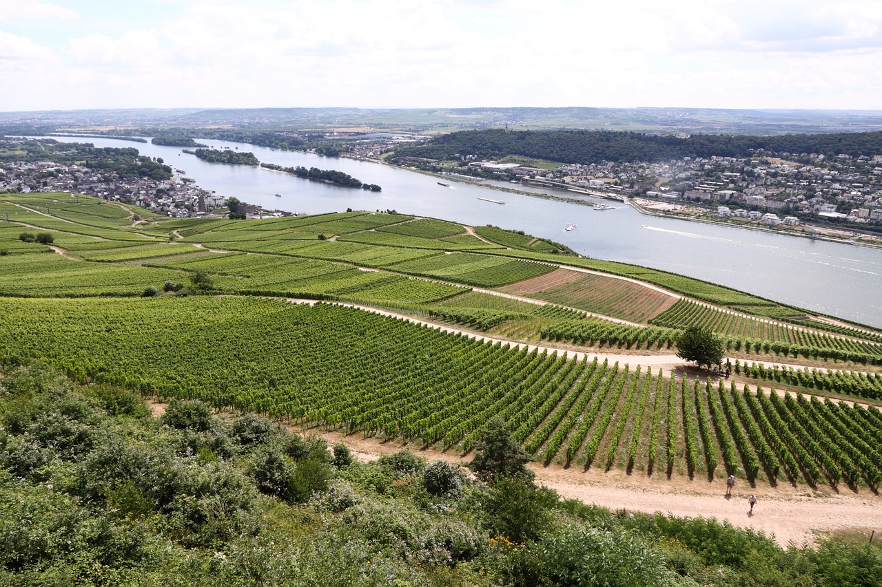 Reino,  Upė,  Vynuogynas,  Rheingau,  Rüdesheim, Nemokamos Nuotraukos,  Nemokama Licenzija