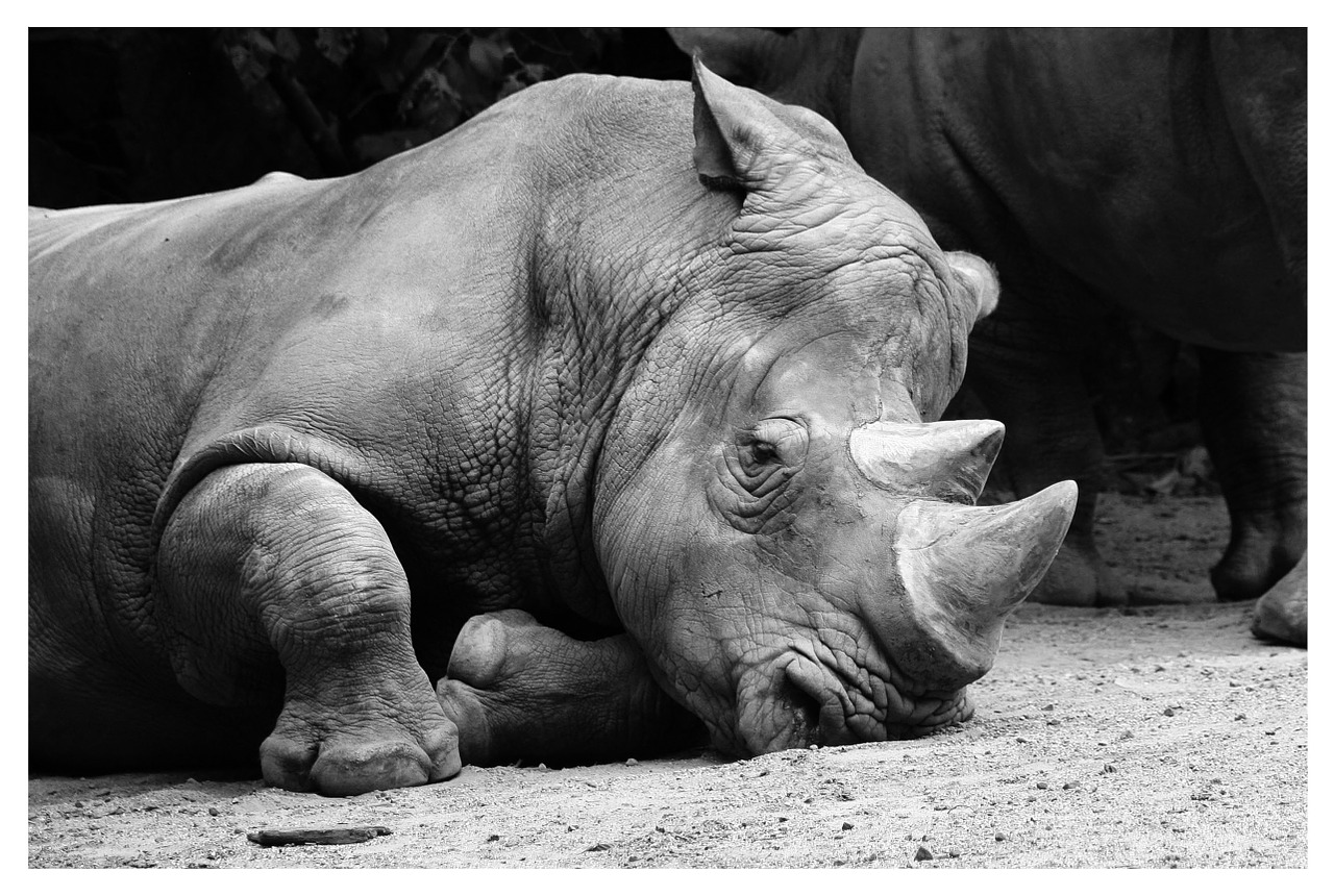Rhino, Gyvūnai, Zoologijos Sodas, Nemokamos Nuotraukos,  Nemokama Licenzija