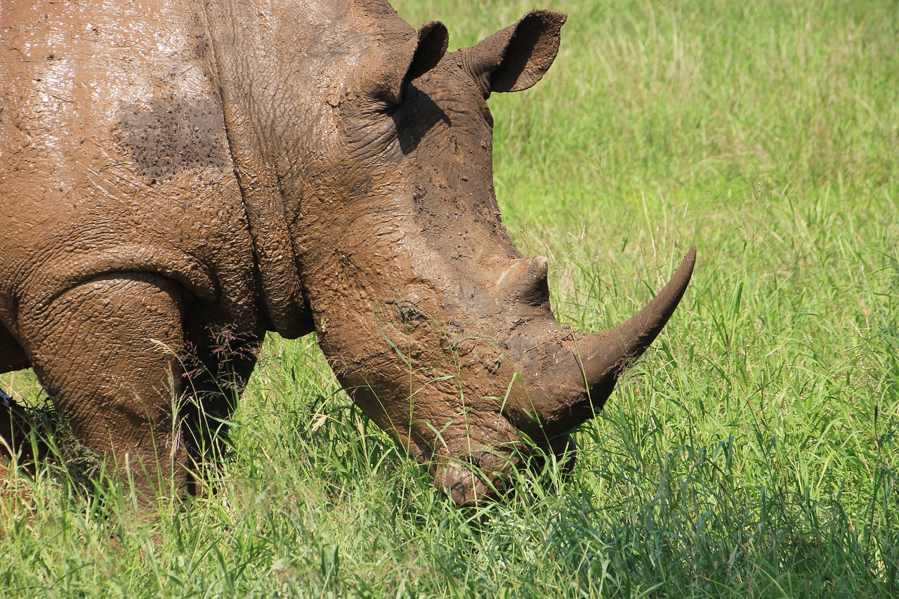 Rhino, Kruger, Nacionalinis Parkas, Laukinė Gamta, Iš Arti, Nemokamos Nuotraukos,  Nemokama Licenzija