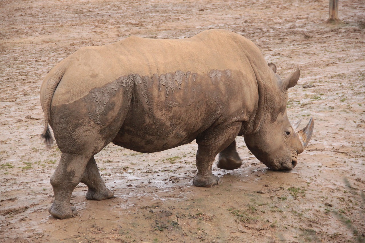 Rhino, Gyvūnas, Afrika, Laukiniai, Raganos, Žinduolis, Gamta, Zoologijos Sodai, Laukinė Gamta, Safari