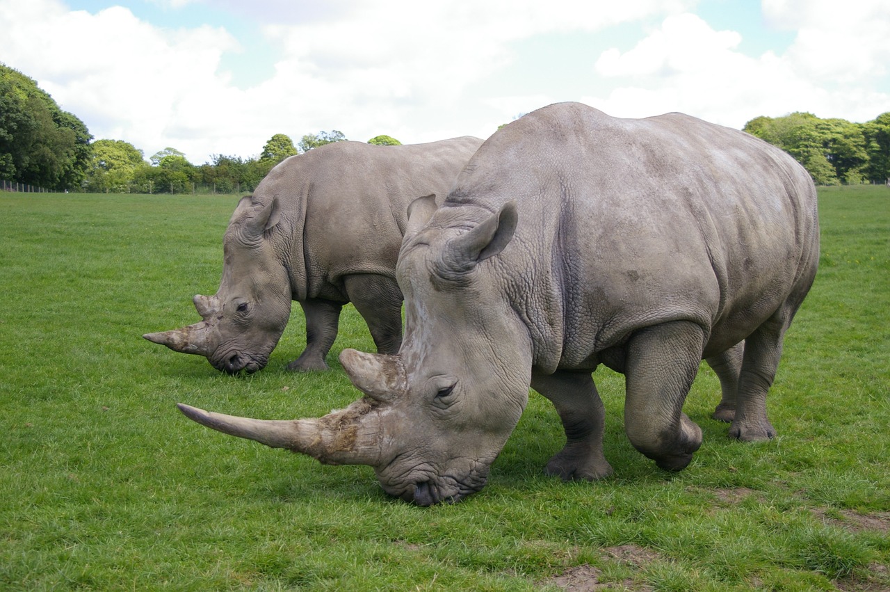 Rhino, Parkas, Safari, Laukiniai, Žinduoliai, Gyvūnai, Laukinė Gamta, Žolė, Nemokamos Nuotraukos,  Nemokama Licenzija