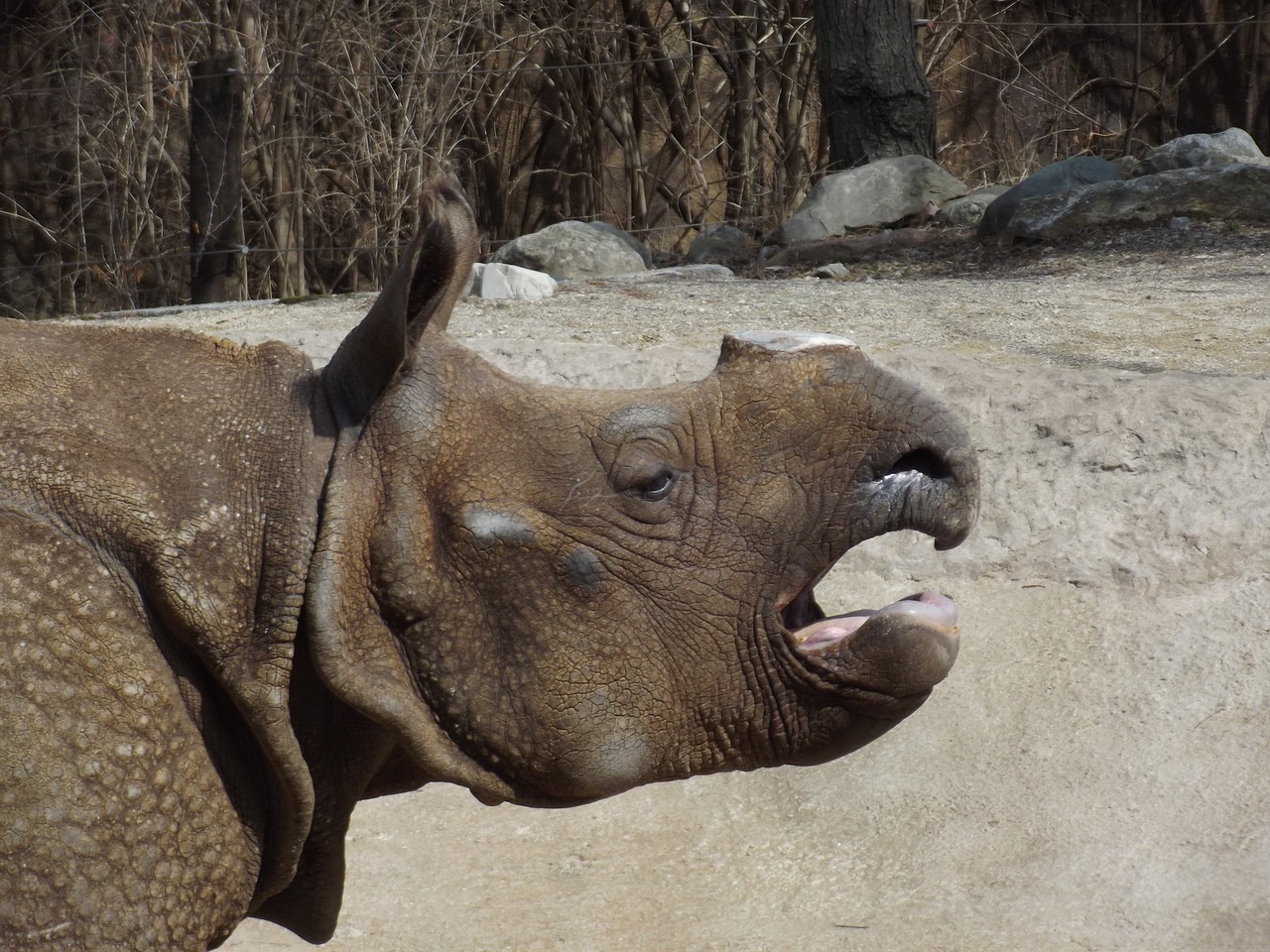 Rhino, Žinduolis, Afrika, Laukiniai, Gamta, Nykstantis, Laukinė Gamta, Raganos, Gyvūnas, Safari