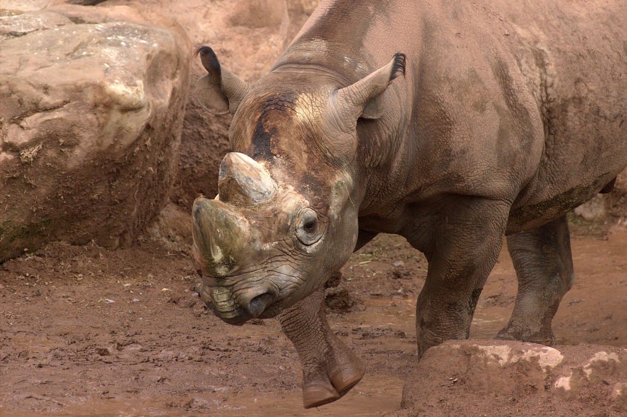Rhino, Safari, Zoologijos Sodas, Nemokamos Nuotraukos,  Nemokama Licenzija