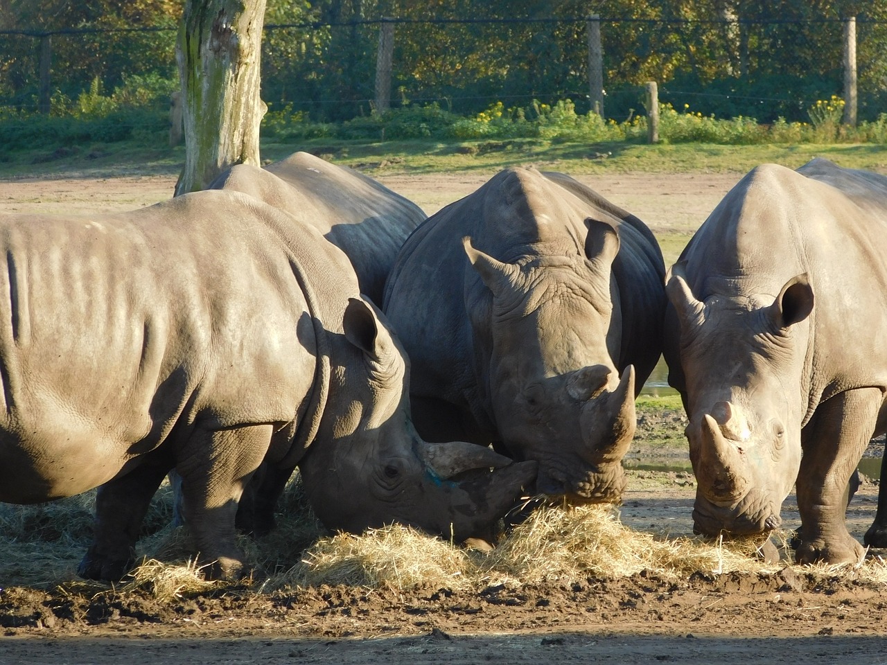 Rhino, Laukinis Gyvūnas, Laukinio Gyvenimo Parkas, Nemokamos Nuotraukos,  Nemokama Licenzija