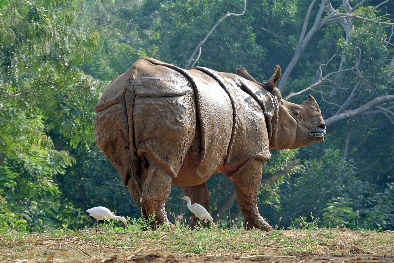 Rhino, Raganos, Šarvai, Indija, Gyvūnas, Stiprus, Laukinė Gamta, Nemokamos Nuotraukos,  Nemokama Licenzija