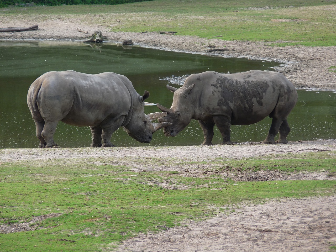 Rhino, Afrika, Safari, Laukiniai, Didelis Žaidimas, Gyvūnas, Pachyderm, Žinduolis, Raganos, Dideli Penki