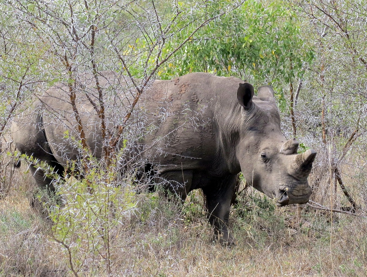 Rhino, Gyvūnas, Laukiniai, Afrika, Laukinė Gamta, Žinduolis, Pietų Afrika, Safari, Balta, Dideli Penki