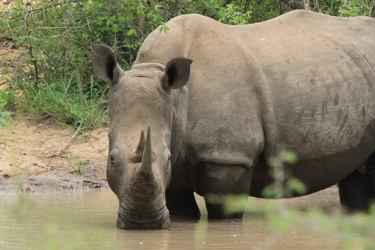 Rhino, Tyrimai, Ragas, Žiūri, Gyvūnai, Tvenkinys, Afrika, Savanah, Laukiniai, Safari