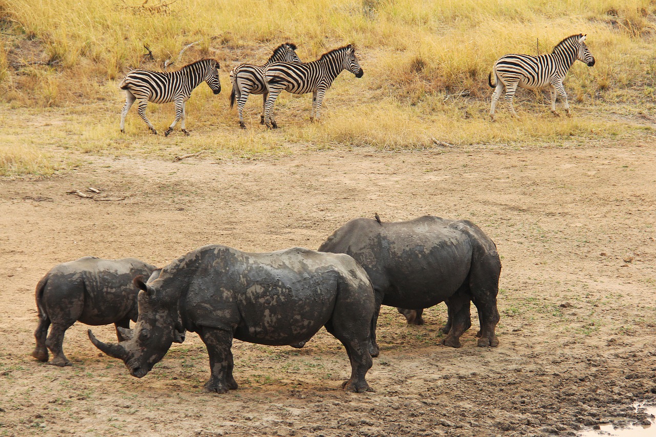 Rhino, Zebra, Įdomus, Nuotykis, Safari, Vaizdingas, Gražus, Įdomus, Pateikti, Mabula