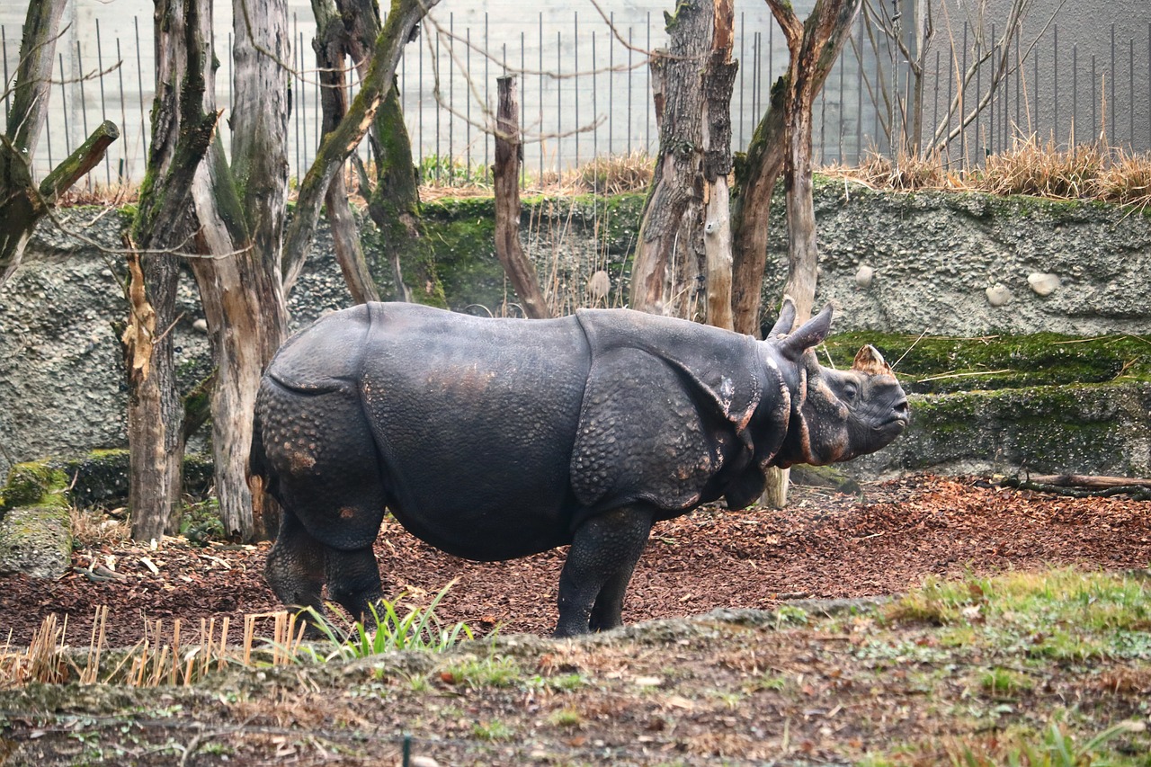 Rhino, Patinas, Ragas, Laukinis Gyvūnas, Gyvūnų Pasaulis, Žinduolis, Raumenys, Stiprus, Laukinės Gamtos Fotografija, Galva