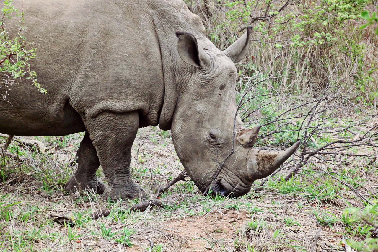 Rhino, Gyvūnas, Laukinis Gyvūnas, Afrika, Didelis Žaidimas, Safari, Pietų Afrika, Gyvūnų Pasaulis, Laukinės Gamtos Fotografija, Uždaryti