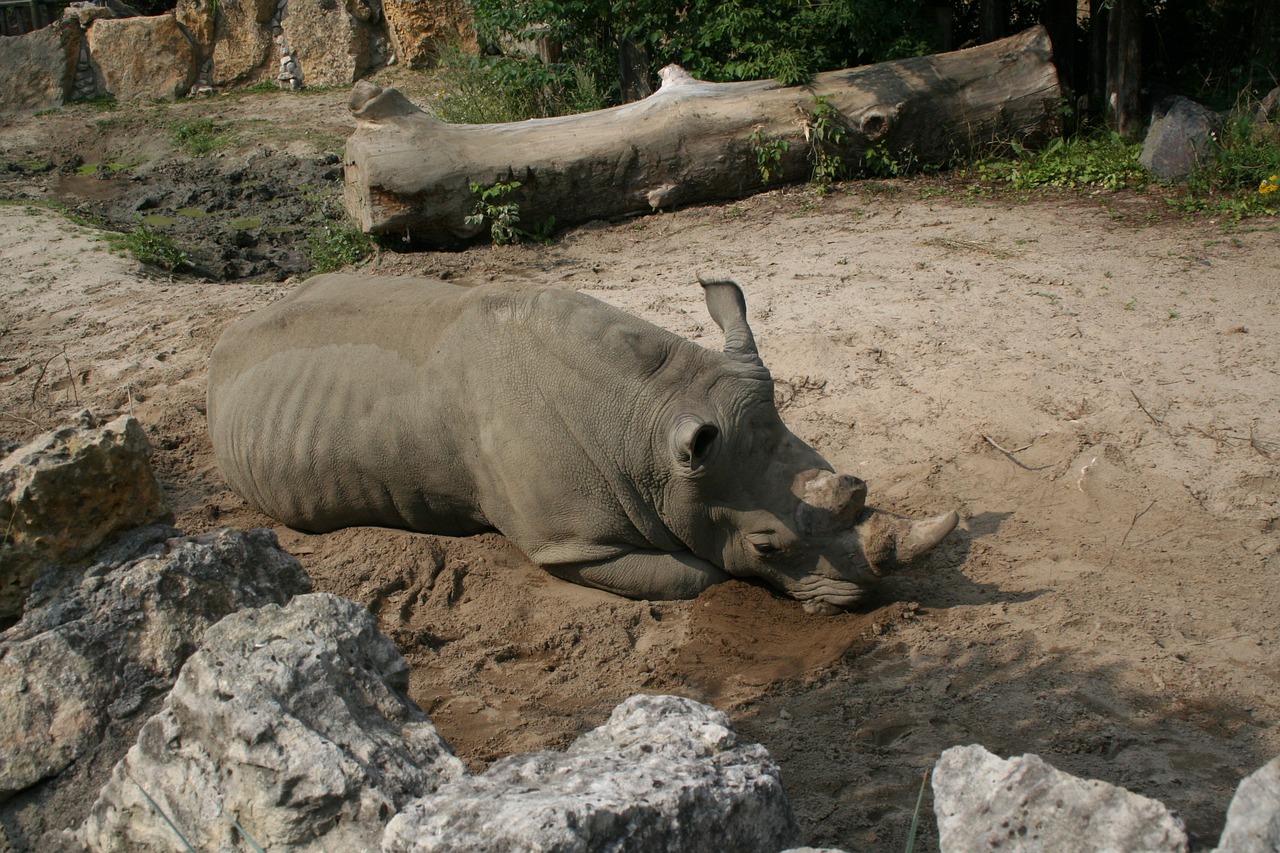 Rhino, Zoologijos Sodas, Fauna Afrika, Nemokamos Nuotraukos,  Nemokama Licenzija