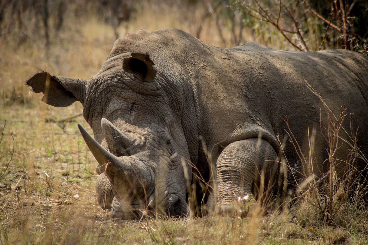 Rhino, Afrika, Nykstantis, Žaidimas, Brakonieriavimas, Apsauga, Nemokamos Nuotraukos,  Nemokama Licenzija