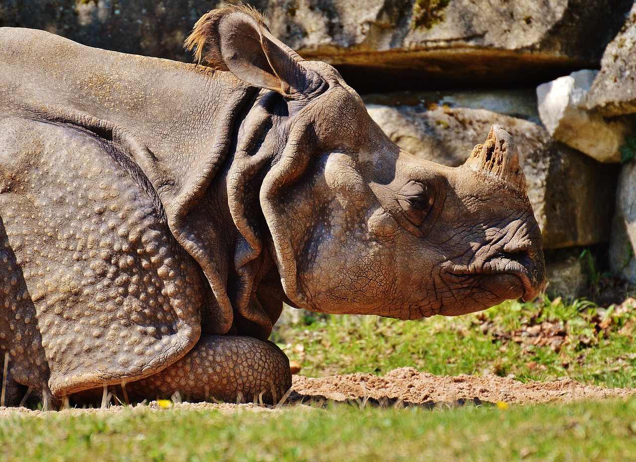 Rhino, Laukinis Gyvūnas, Žinduolis, Gamta, Gyvūnas, Zoologijos Sodas, Laukiniai, Nemokami Elnias, Tierpark Hellabrunn, Munich