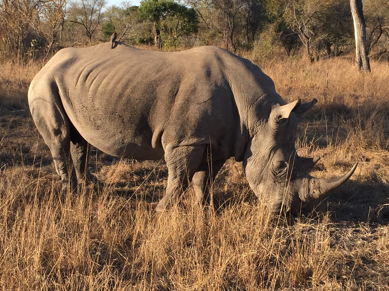 Rhino, Afrika, Sabi Sabi, Nemokamos Nuotraukos,  Nemokama Licenzija